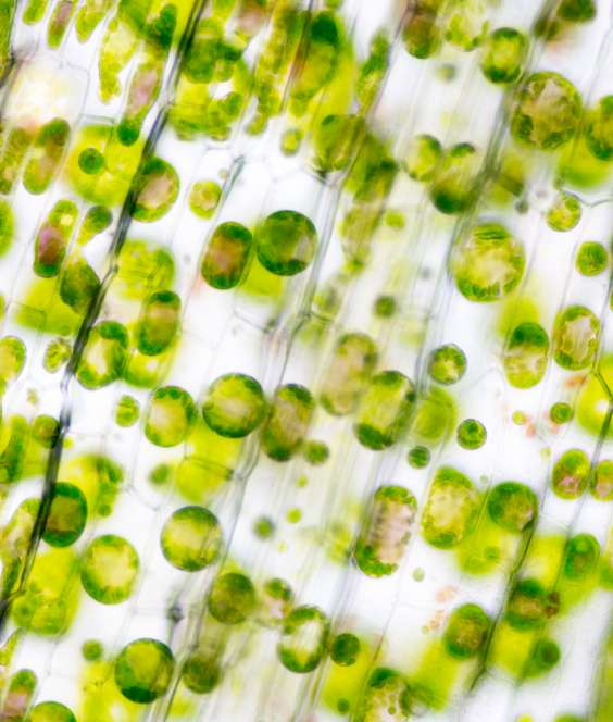Cell structure Hydrilla, view of the leaf surface showing plant cells