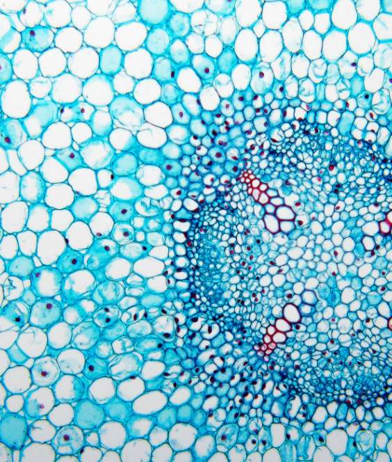 cells of a root of horse bean